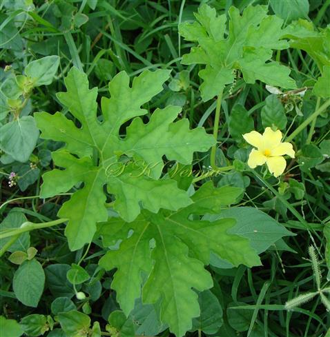  Leaves